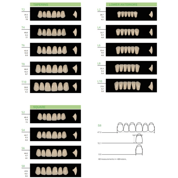 Acrylic Teeth Set Natural various sizes T8 T6 T4 - DIY Denture Shop LLC ™